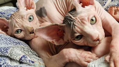 Cucciolo sphynx gatto