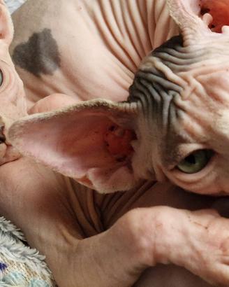 Cucciolo sphynx gatto