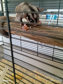 Petauro dello zucchero