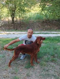 Setter irlandese 
