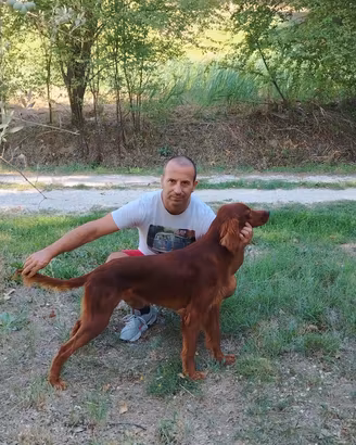 Setter irlandese 