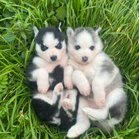 Siberian Husky