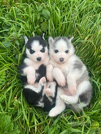 Siberian Husky