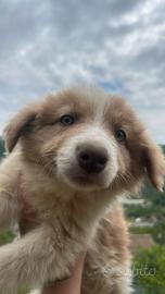 Cucciola pastore Australiano/ border collie