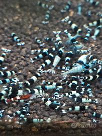 Caridine x acquario