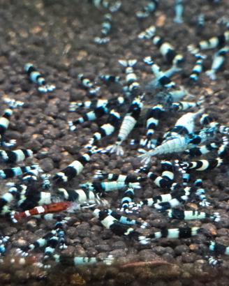 Caridine x acquario