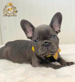 Strepitoso Maschietto Bulldog francese Total Blu
