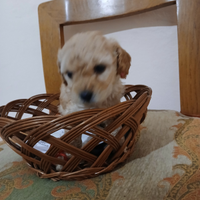 Bishon maltese mini toy