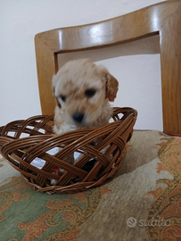 Bishon maltese mini toy