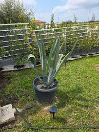 Agave Americana