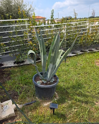Agave Americana