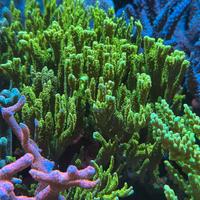 Multipack talee coralli