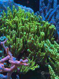 Multipack talee coralli