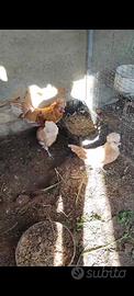 Galline Padovane ciuffate