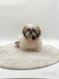 Maschietto Shih Tzu marrone bianco