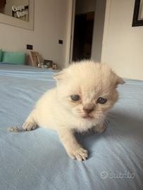 Scottish fold e straight Rimini