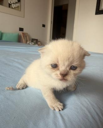 Scottish fold e straight Rimini