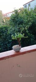 bonsai di portulacaria Afra 