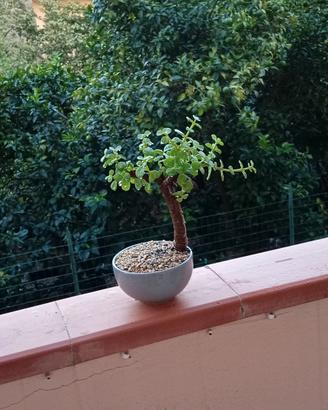 bonsai di portulacaria Afra 