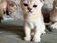 Immagine 4