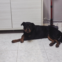 Rottweiler femmina di due anni