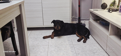 Rottweiler femmina di due anni