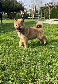 Shiba inu con pedigree Enci