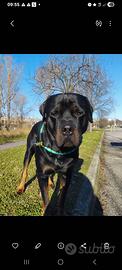 Femmina di rottweiler per monta