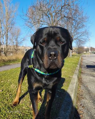 Femmina di rottweiler per monta
