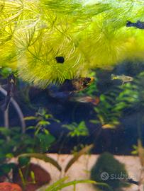 Black Molly, Guppy, Corydoras