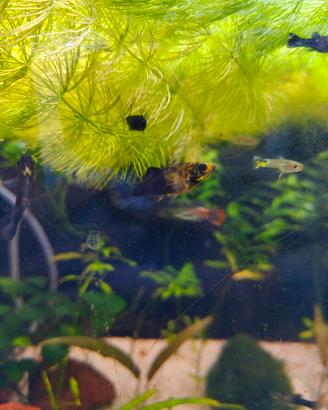 Black Molly, Guppy, Corydoras