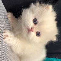 Gatti British/Scottish