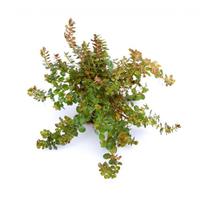 Rotala rotundifoglia