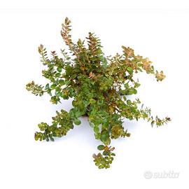 Rotala rotundifoglia
