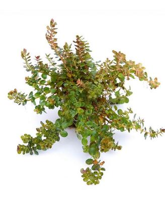 Rotala rotundifoglia