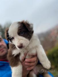 Cucciolo Australian shepherd
