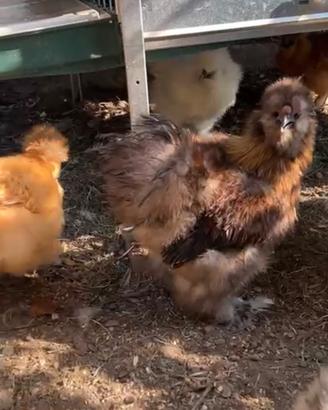 Moroseta gallo perniciato oro