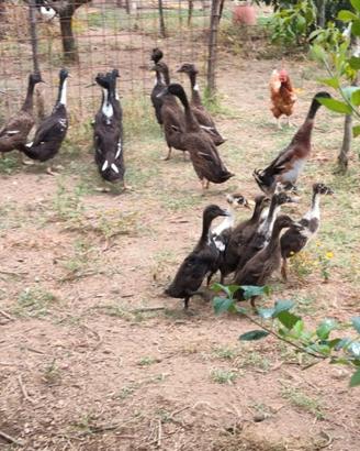 Galline ovaiole