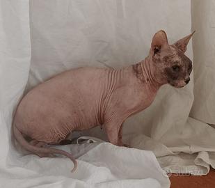 Don sphynx e incrocio sphynx