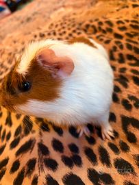 Porcellino d'India di 8 mesi + gabbia 1m x 50cm