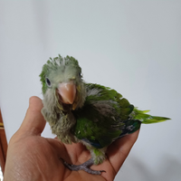 Parrocchetto Monaco allevato a mano