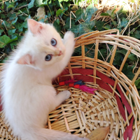 Gattina British Golden Point ny1233 con Pedigree