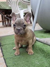 Cuccioli di bull dog