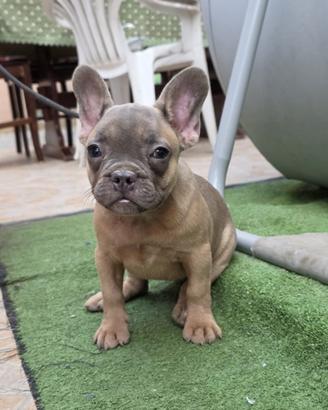 Cuccioli di bull dog