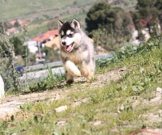 Alaskan malamute