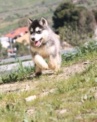 Alaskan malamute