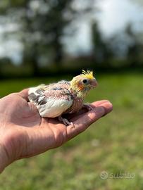Calopsite allevata a mano