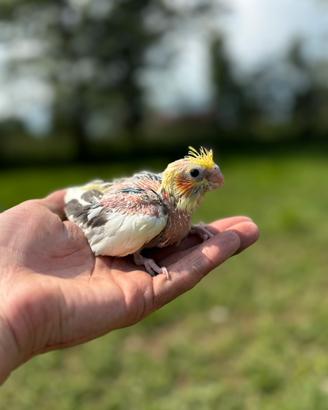 Calopsite allevata a mano