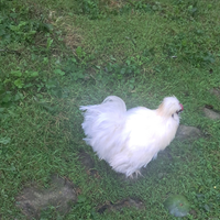 Gallo Moroseta bianco