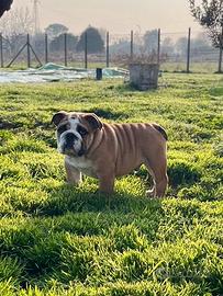 Bulldog Inglese